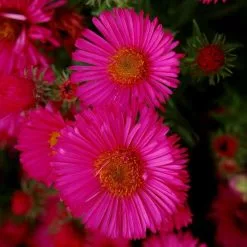 Symphyotrichum Novae-angliae Andenken An Alma Pötschke | 2L Pot