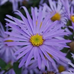 Aster × Frikartii Mönch | 2L Pot