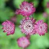 Astrantia Major Rubra | 2 Litre Pot
