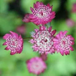 Astrantia Major Rubra | 2 Litre Pot