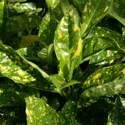 Aucuba Japonica Crotonifolia | 2L Pot