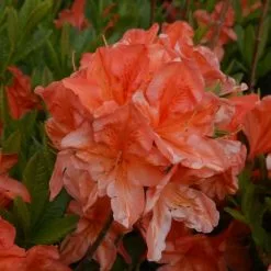 Rhododendron Koster's Brilliant Red | 5 Litre Pot