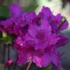 Rhododendron Blue Danube | 2 Litre Pot