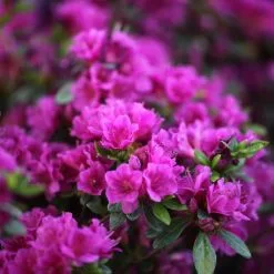 Rhododendron (Aronense Group) 'Fumiko' | 2L Pot