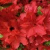 Rhododendron (Aronense Group) Kazuko | 2L Pot