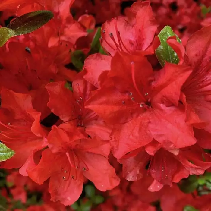 Rhododendron (Aronense Group) Kazuko | 2L Pot 3 Rhododendron (Aronense Group) Kazuko | 2L Pot