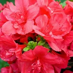 Rhododendron Mother's Day (Kurume) | 2L Pot