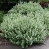 Ballota Pseudodictamnus | 2 Litre Pot -Perennial Plants Sales Store PL00000705 83ae