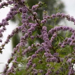 Buddleja Alternifolia | 3 Litre Pot