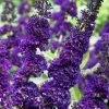 Buddleja Davidii Black Knight | 2L Pot