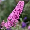 Buddleja Pink Delight | 2L Pot -Perennial Plants Sales Store PL00000882 75fe
