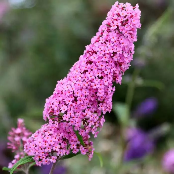 Buddleja Pink Delight | 2L Pot 3 Buddleja Pink Delight | 2L Pot