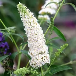 Buddleja Davidii White Profusion | 2L Pot