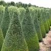 Buxus Sempervirens | 5 Lt Cone