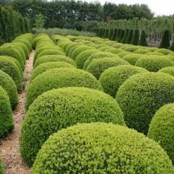Buxus Sempervirens | 5 Lt Ball