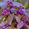 Callicarpa Bodinieri Var. Giraldii Profusion | 2L Pot -Perennial Plants Sales Store PL00000954 9e48