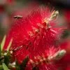 Callistemon Laevis | 2 Litre Pot -Perennial Plants Sales Store PL00000957 aef8