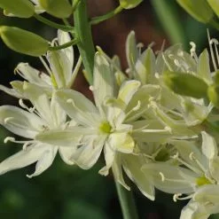 Camassia Leichtlinii Subsp. Suksdorfii Alba | 2 Litre Pot