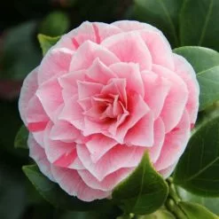 Camellia Japonica Bonomiana | 1.5L Pot