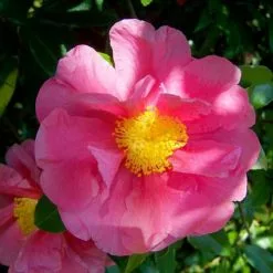 Camellia Japonica R.L. Wheeler | 1.5L Pot