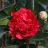 Camellia X Williamsii Ruby Wedding | 3 Litre Pot