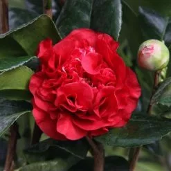 Camellia X Williamsii Ruby Wedding | 3 Litre Pot