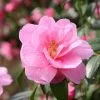 Camellia X Williamsii Donation | 3 Litre Pot -Perennial Plants Sales Store PL00001131 d3bc