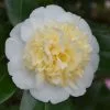 Camellia X Williamsii Jury's Yellow | 10 Lt Pot