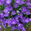 Campanula Carpatica Blaue Clips | 2L Pot -Perennial Plants Sales Store PL00001142 18b3