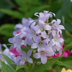 Campanula Lactiflora | 2L Pot