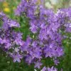 Campanula Lactiflora Prichard's Variety | 2L Pot -Perennial Plants Sales Store PL00001159 0177