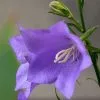 Campanula Persicifolia | 2L Pot