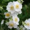 Carpenteria Californica | 2 Litre Pot -Perennial Plants Sales Store PL00001229 5cc6