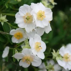 Carpenteria Californica | 2 Litre Pot