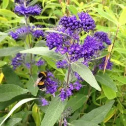 Caryopteris × Clandonensis Dark Knight | 2L Pot