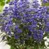 Caryopteris X Clandonensis Grand Bleu ('Inoveris') (PBR) | 2 Litre Pot