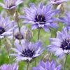 Catananche Caerulea | 2 Litre Pot -Perennial Plants Sales Store PL00001241 f396