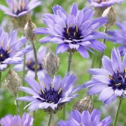 Catananche Caerulea | 2 Litre Pot