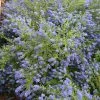 Ceanothus Concha | 2L Pot -Perennial Plants Sales Store PL00001250 3223