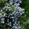 Ceanothus Skylark | 2L Pot -Perennial Plants Sales Store PL00001265 05cf