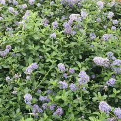 Ceanothus Thyrsiflorus Var. Repens | 2L Pot