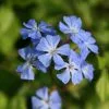 Ceratostigma Willmottianum Forest Blue ('Lice') (PBR) | 2L Pot -Perennial Plants Sales Store PL00001327 212f