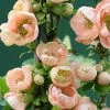 Chaenomeles Speciosa Geisha Girl | 3 Litre Pot