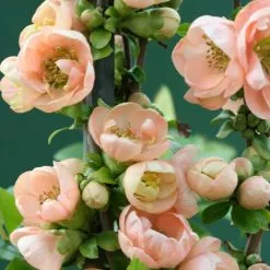 Chaenomeles Speciosa Geisha Girl | 3 Litre Pot