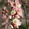 Chaenomeles Speciosa Moerloosei | 2L Pot -Perennial Plants Sales Store PL00001354 19aa