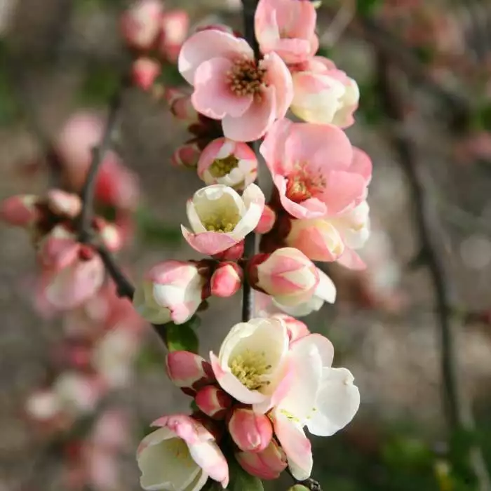 Chaenomeles Speciosa Moerloosei | 2L Pot 3 Chaenomeles Speciosa Moerloosei | 2L Pot