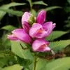 Chelone Obliqua | 2L Pot -Perennial Plants Sales Store PL00001441 d050