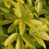 Choisya Ternata Sundance ('Lich') | 2L Pot -Perennial Plants Sales Store PL00001471 1b02