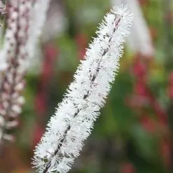 Actaea Simplex Atropurpurea Group | 2 Litre Pot