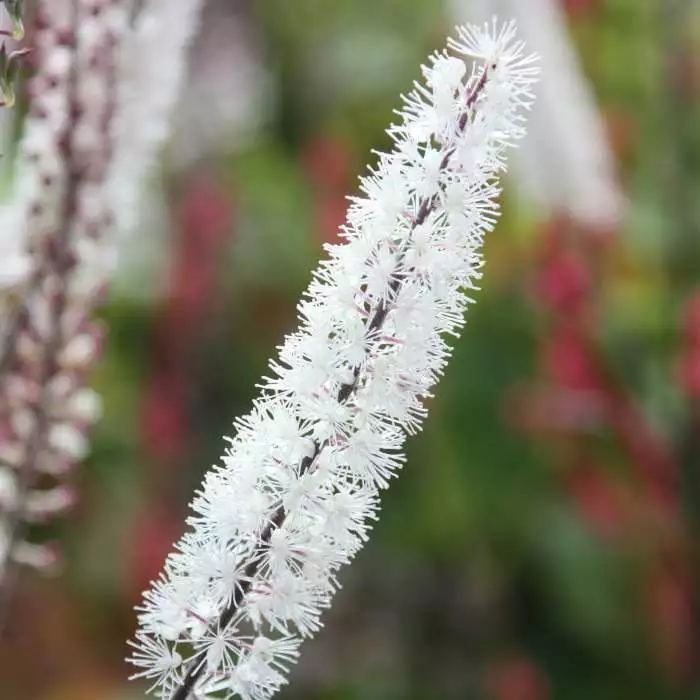 Actaea Simplex Atropurpurea Group | 2 Litre Pot 3 Actaea Simplex Atropurpurea Group | 2 Litre Pot